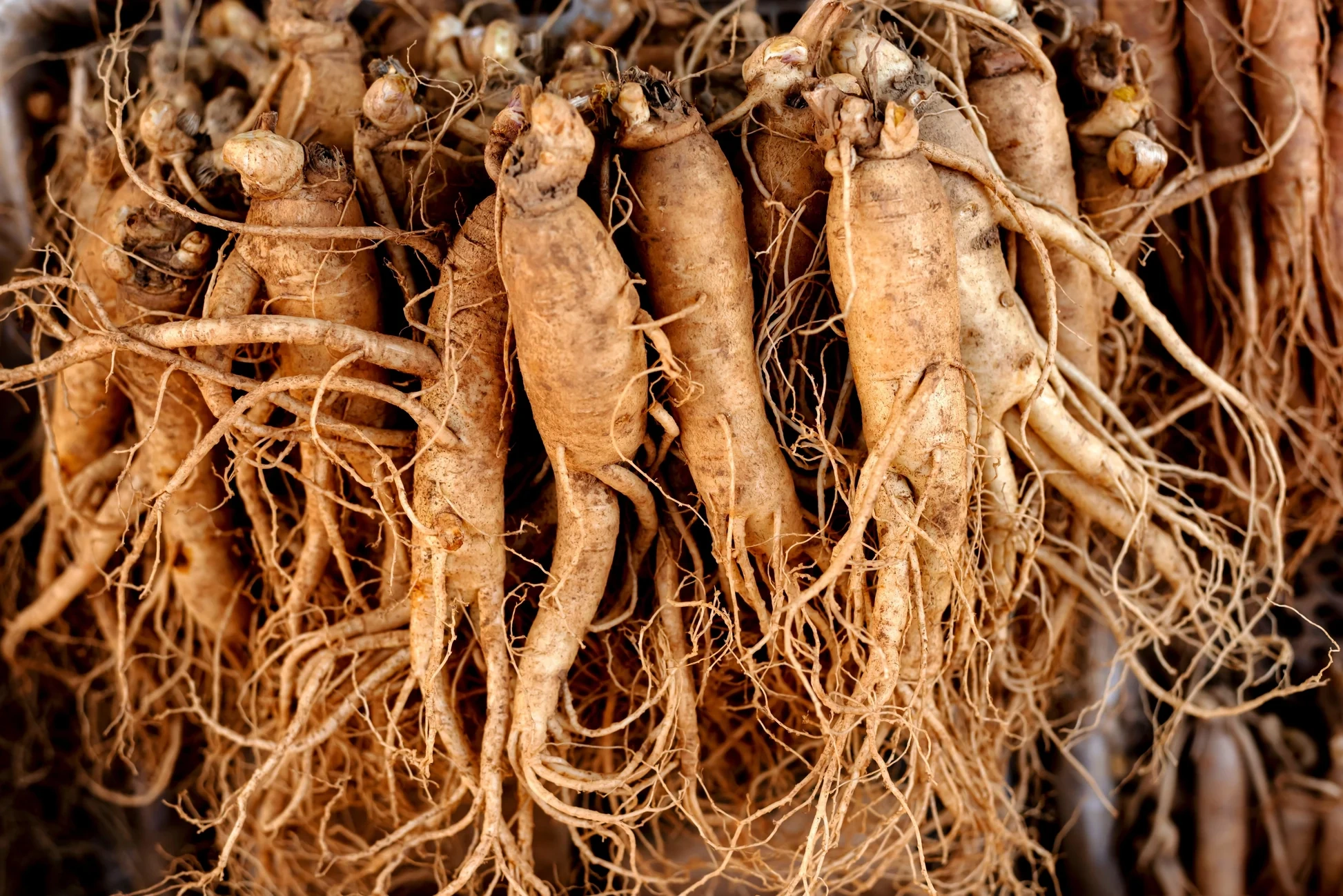 Maca Root Peruvian Extract - Sexual desire and stamina ingredient in BoostSteelX formula
