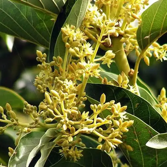 Ashwagandha KSM-66 Extract - Cortisol reduction and anxiety relief in BoostSteelX
